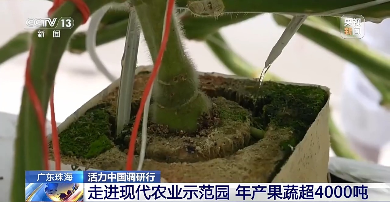 活力中国调研行丨一个小番茄里的科技味