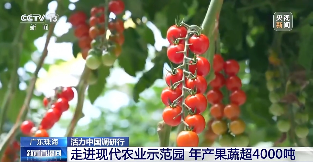 活力中国调研行丨一个小番茄里的科技味
