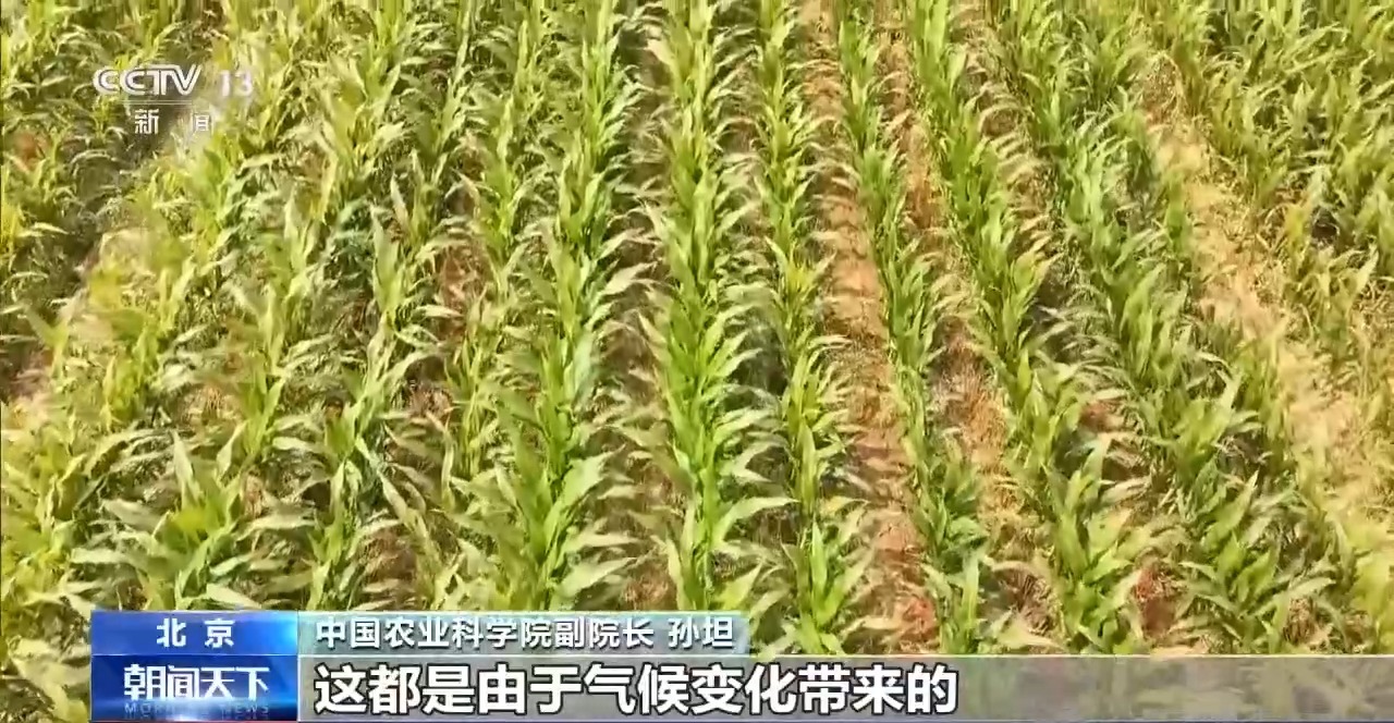 视频丨我国夏粮产量创新高 丰收的背后有哪些硬核支撑?
