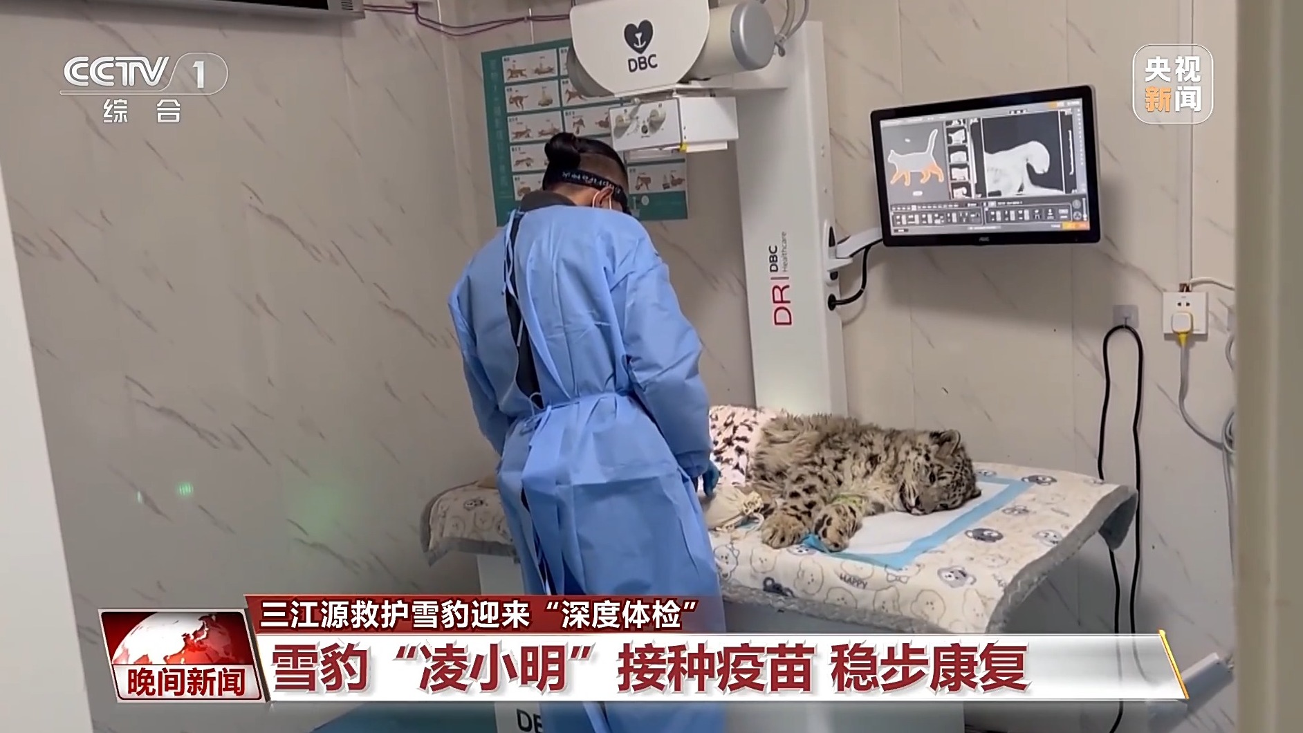 美丽中国行丨青海三只被救护雪豹迎“深度体检”