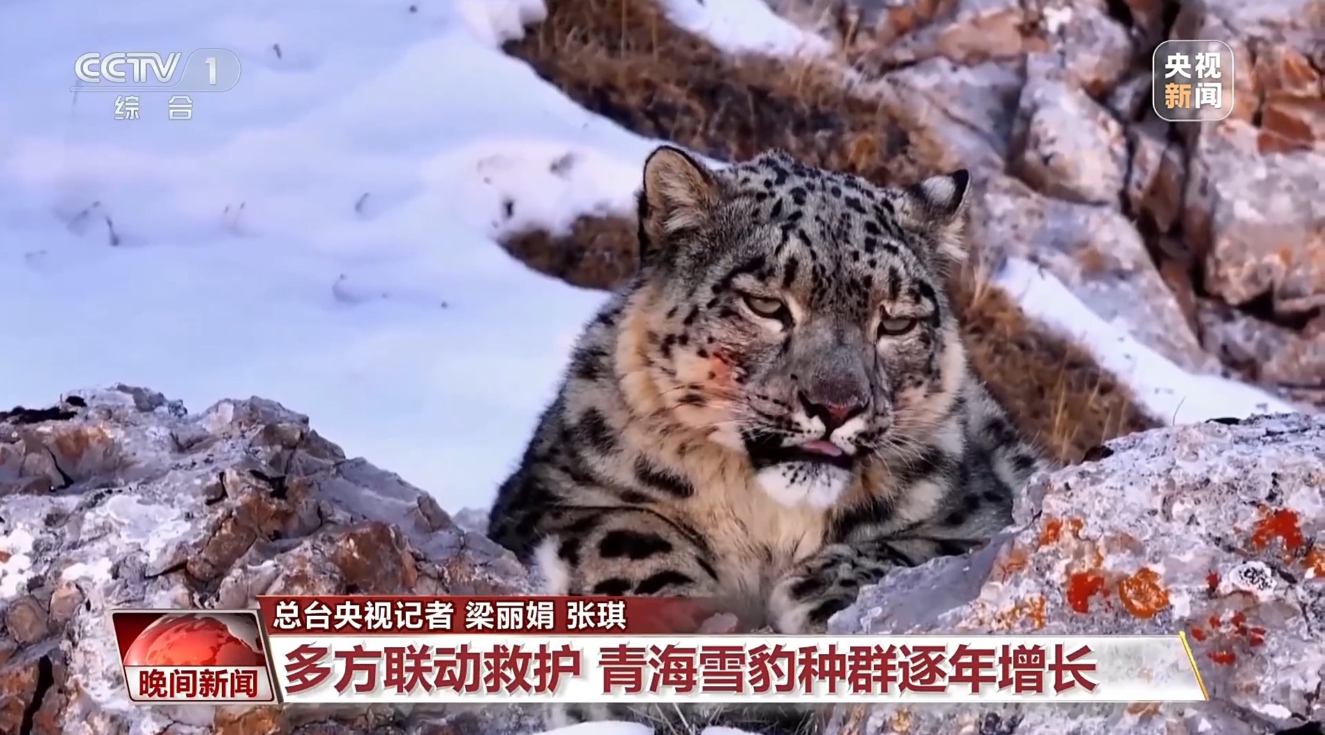 美丽中国行丨青海三只被救护雪豹迎“深度体检”