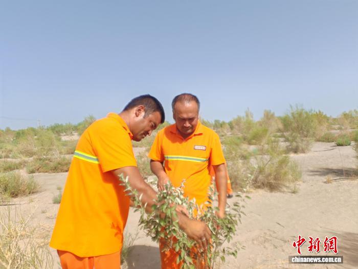 新疆阿瓦提县艾西曼的绿色蝶变:风沙策源地成生态新绿洲 艾山江·木太力甫与队员检查苗木生长情况。安冉 摄