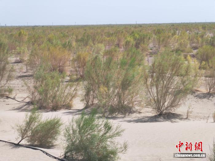 新疆阿瓦提县艾西曼的绿色蝶变:风沙策源地成生态新绿洲 沙漠里成片的植被。安冉 摄