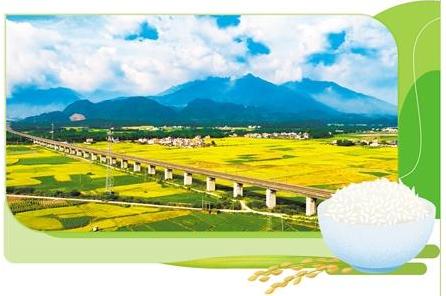 岭南好米出韶关