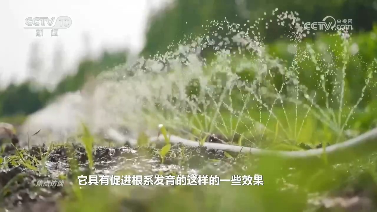 焦点访谈|播种晚、病害多、雨季早……这季夏粮丰收是怎么“拼”出来的?