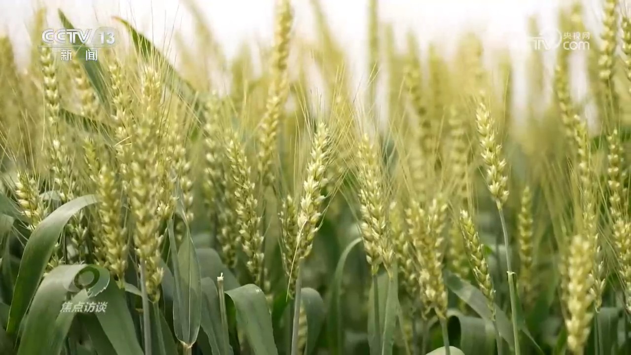 焦点访谈|播种晚、病害多、雨季早……这季夏粮丰收是怎么“拼”出来的?