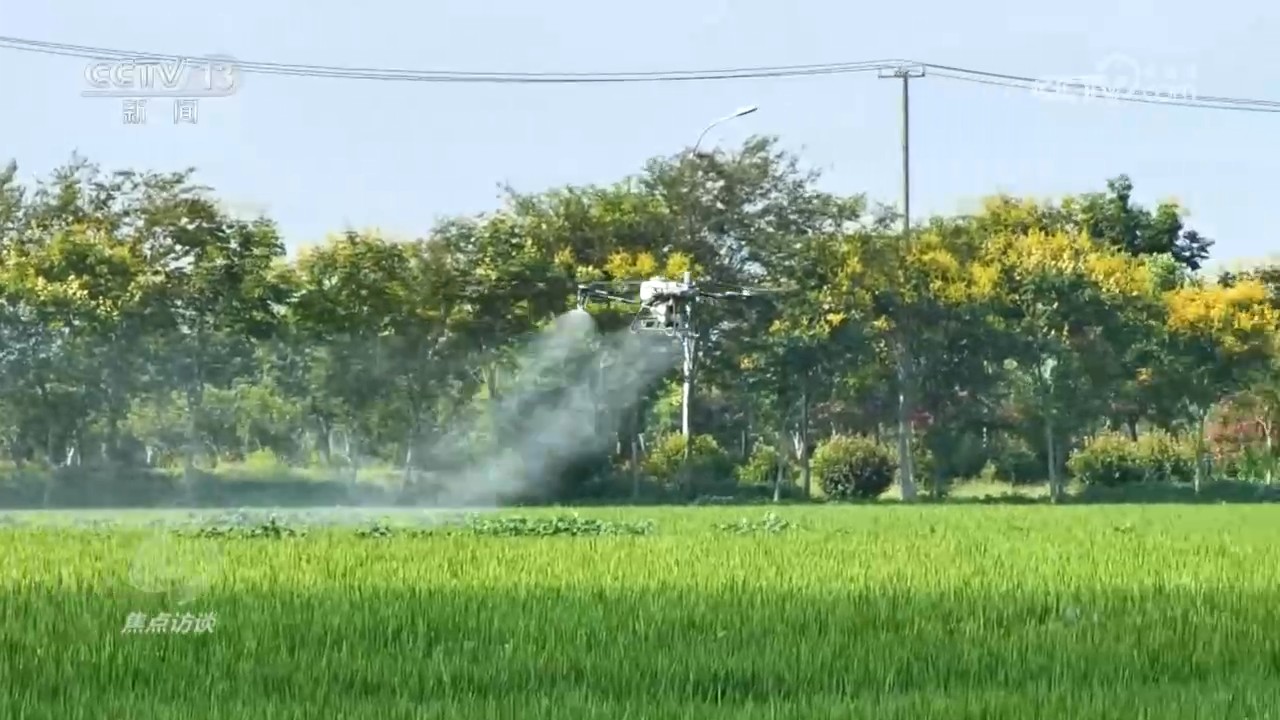 焦点访谈|播种晚、病害多、雨季早……这季夏粮丰收是怎么“拼”出来的?