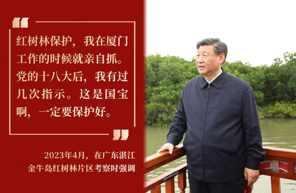 镜观·回响丨守护红树林 中国在行动