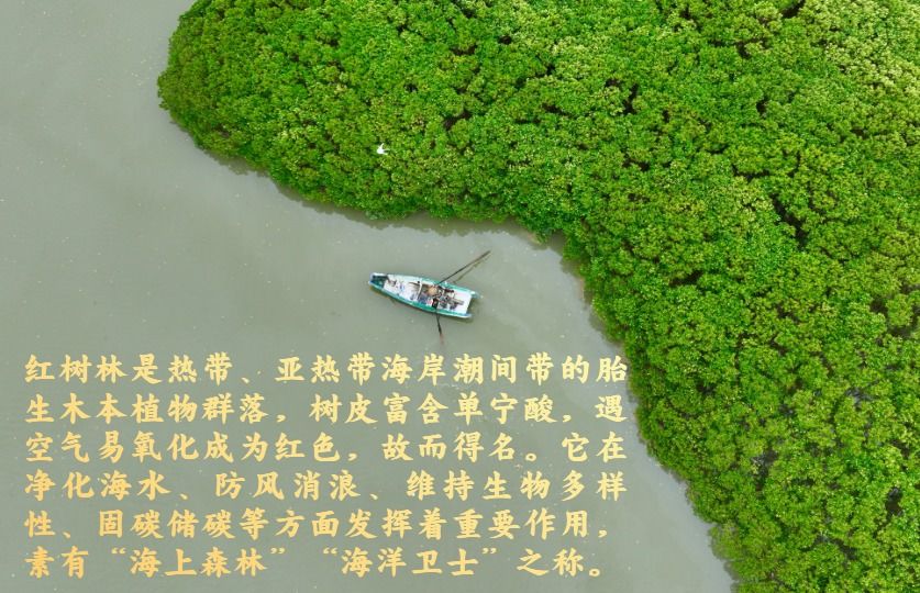 镜观·回响丨守护红树林 中国在行动