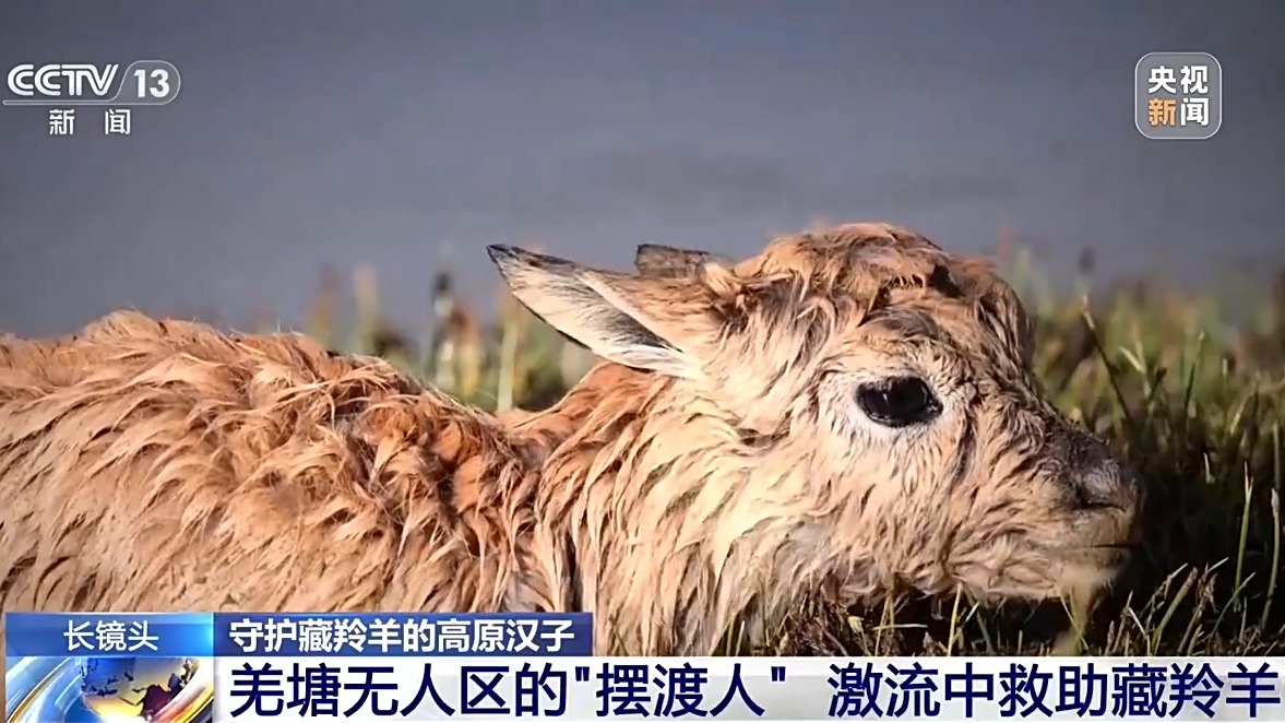 从“摆渡人”到“奶爸” 高原汉子在生命禁区守护藏羚羊