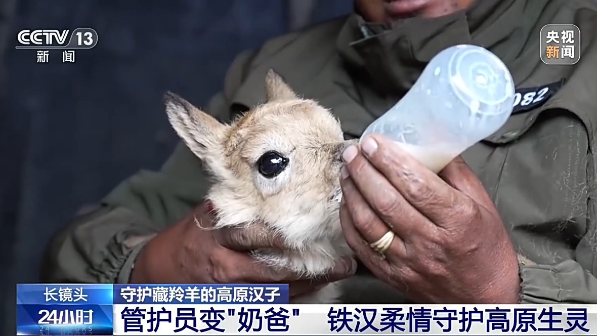从“摆渡人”到“奶爸” 高原汉子在生命禁区守护藏羚羊