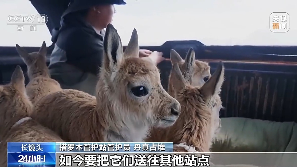 从“摆渡人”到“奶爸” 高原汉子在生命禁区守护藏羚羊