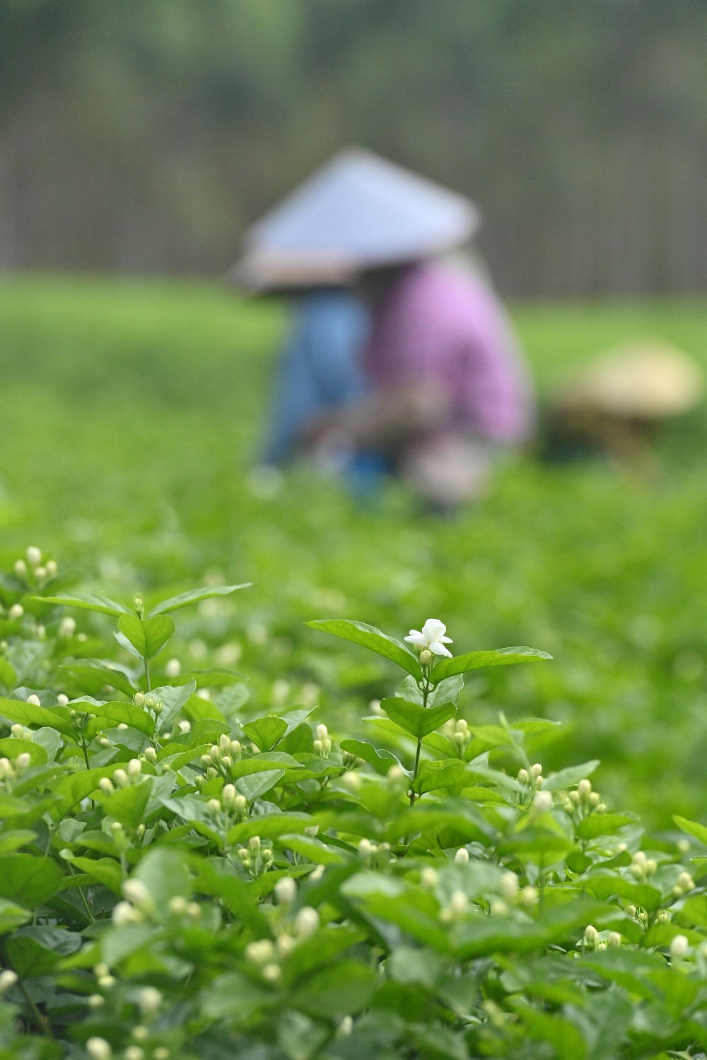 风雨磨砺香如故