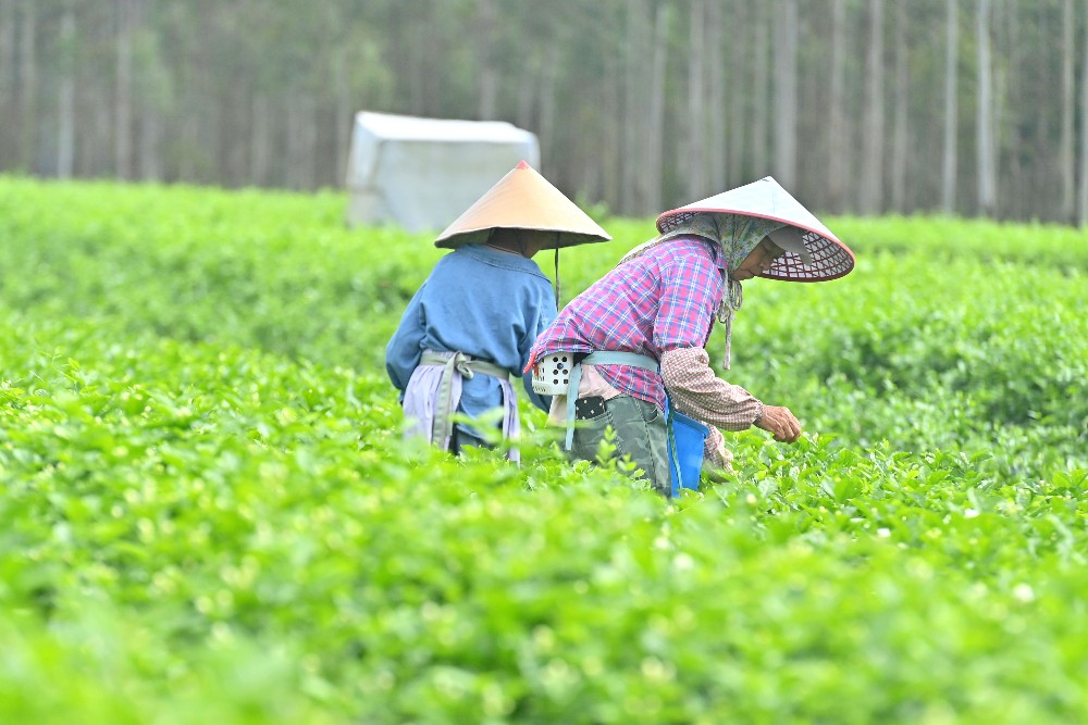 风雨磨砺香如故