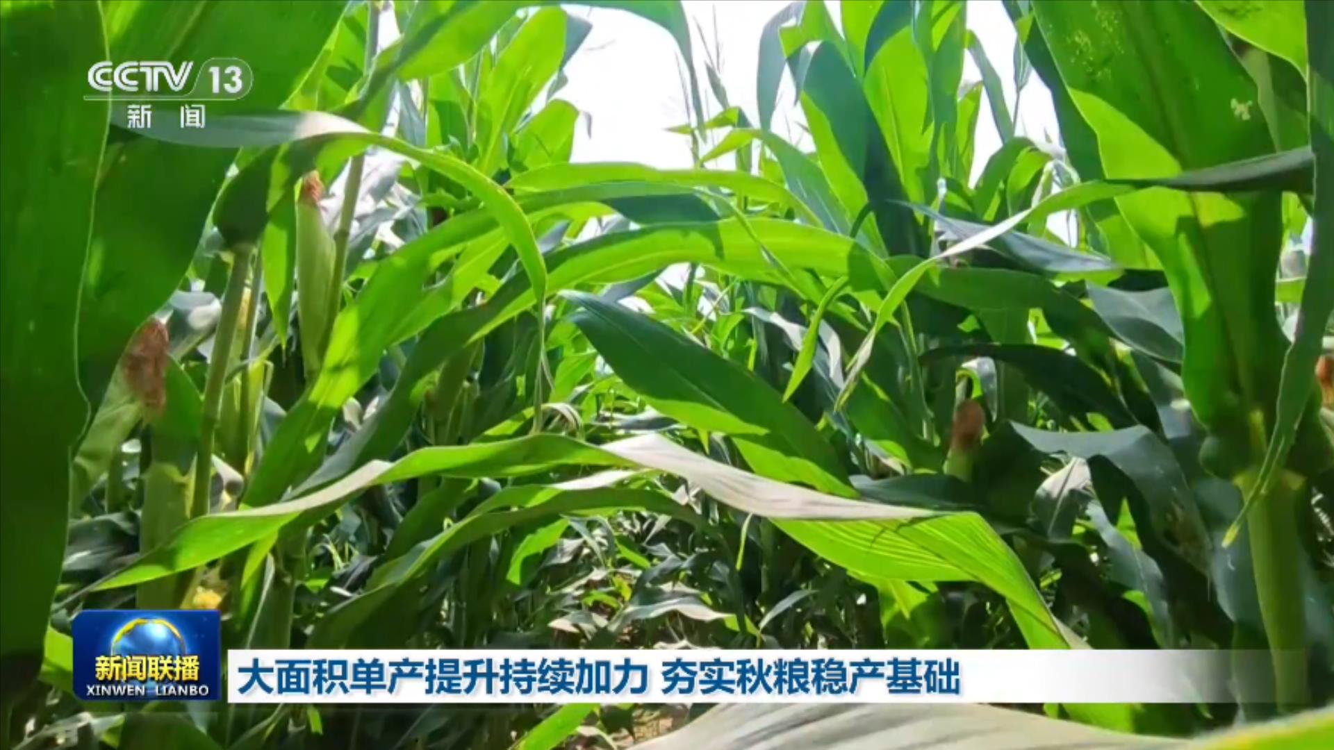大面积单产提升持续加力 夯实秋粮稳产基础