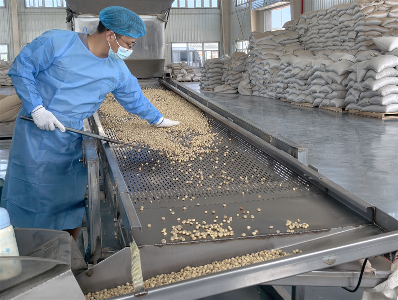 石榴花开 籽籽同心丨沙海里的“金豆子”,防风固沙的“金钥匙” 工人筛选油莎豆。王璐摄