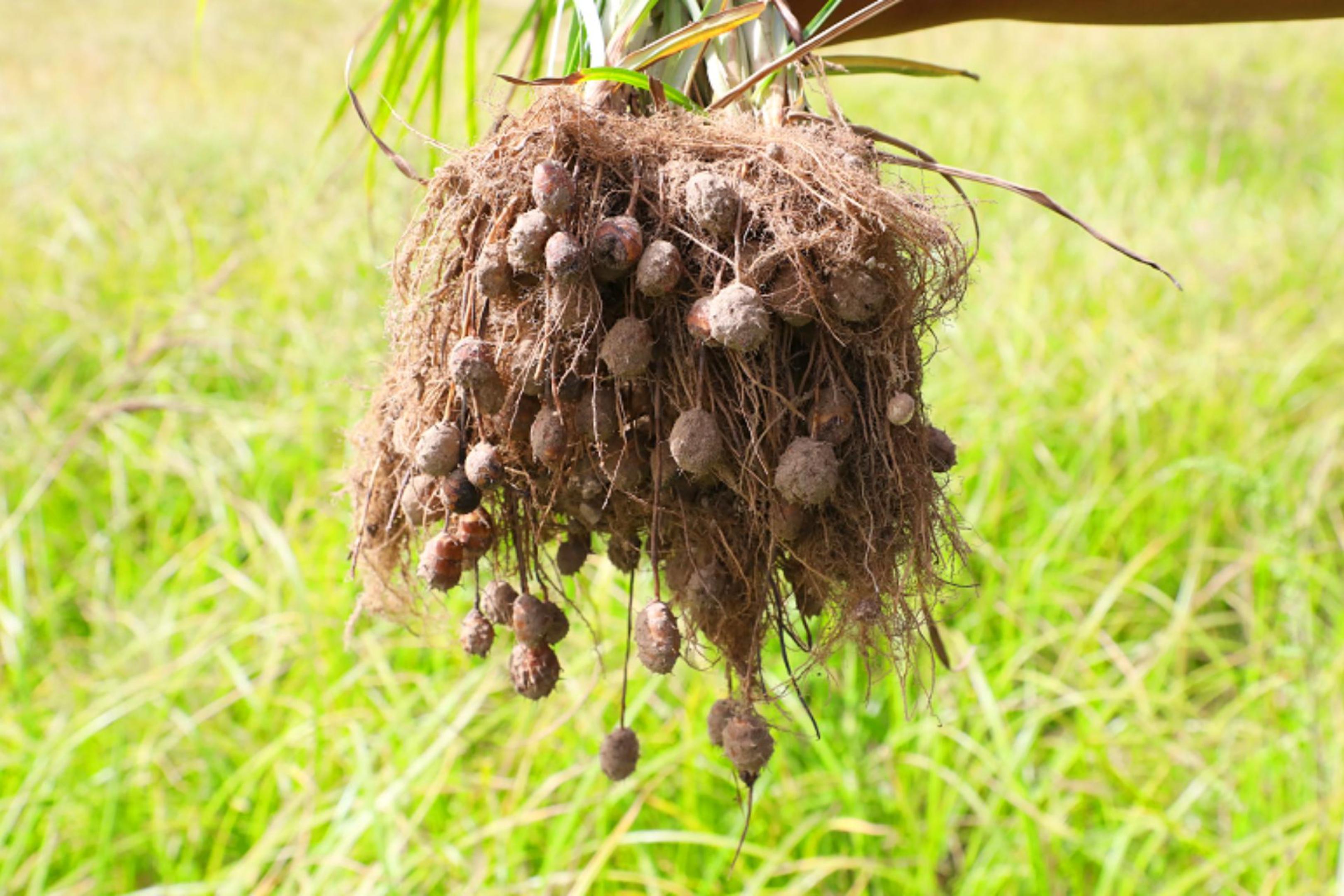 石榴花开 籽籽同心丨沙海里的“金豆子”,防风固沙的“金钥匙” 刚从地里拔出的油莎豆。五十四团文广中心供图