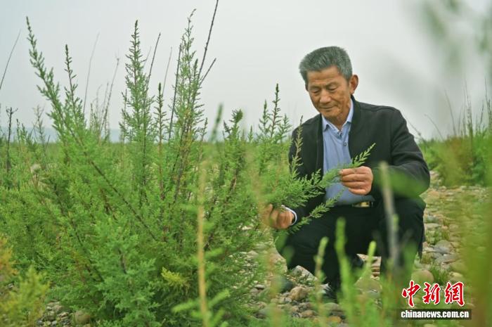 (长江十年行)湖北枝江三代“护绿人”的接力与坚守