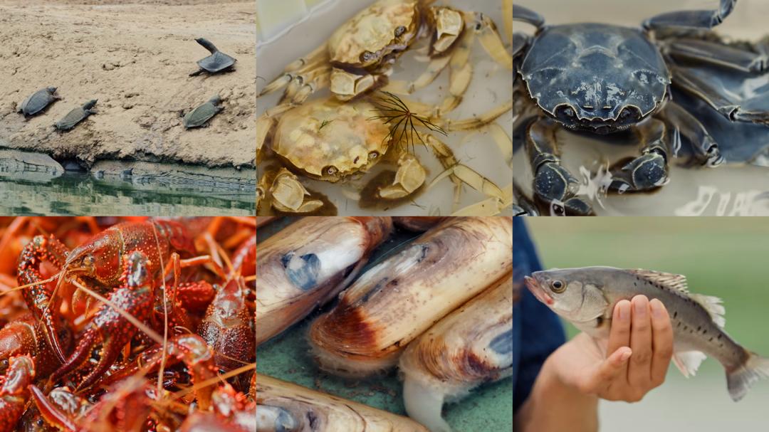 想不到的中国经济|来看沙漠边上的“海鲜”