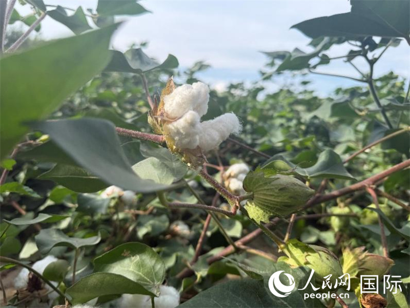 我的新疆日记·第三天|昌吉:这里的农田,正在学会自己“干活” 示范区内的棉花。人民网 柯明可摄