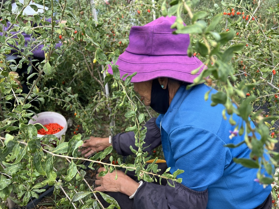 【“十四五”西藏发展成就网络巡礼】西藏林芝麦巴村：生态产业发展的“双色答卷”