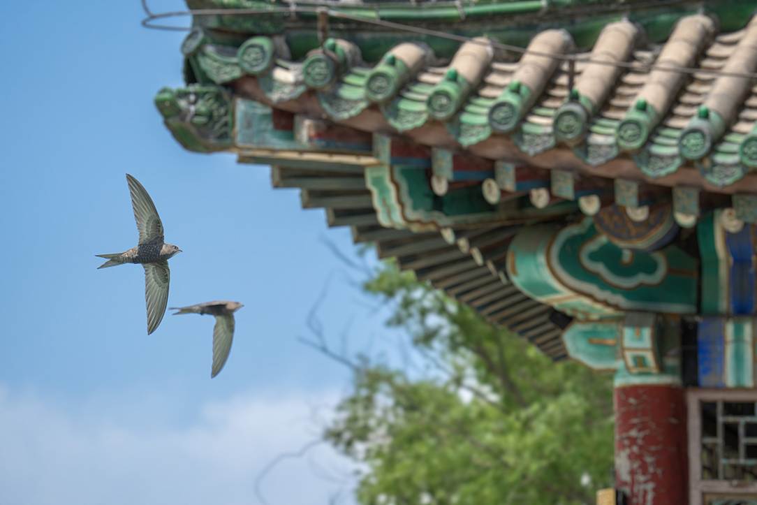 虫鸣香山奇妙夜,公园变身大课堂