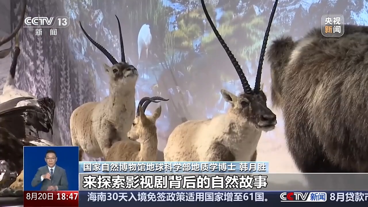“追剧+看展”成暑期文旅新潮流 跨界联动解锁科普新场景