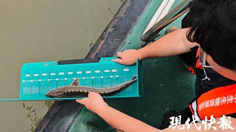 长江十年行|万里长江入苏来,十年织就“绿飘带” 长江十年行|万里长江入苏来,十年织就“绿飘带”