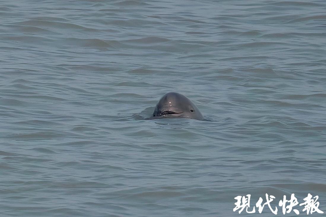 长江十年行|万里长江入苏来,十年织就“绿飘带” 长江十年行|万里长江入苏来,十年织就“绿飘带”