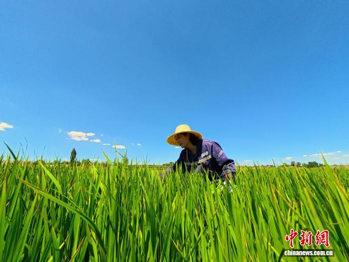 黄河岸畔盐碱地飘稻香 种植户直言“长出寸草都高兴”