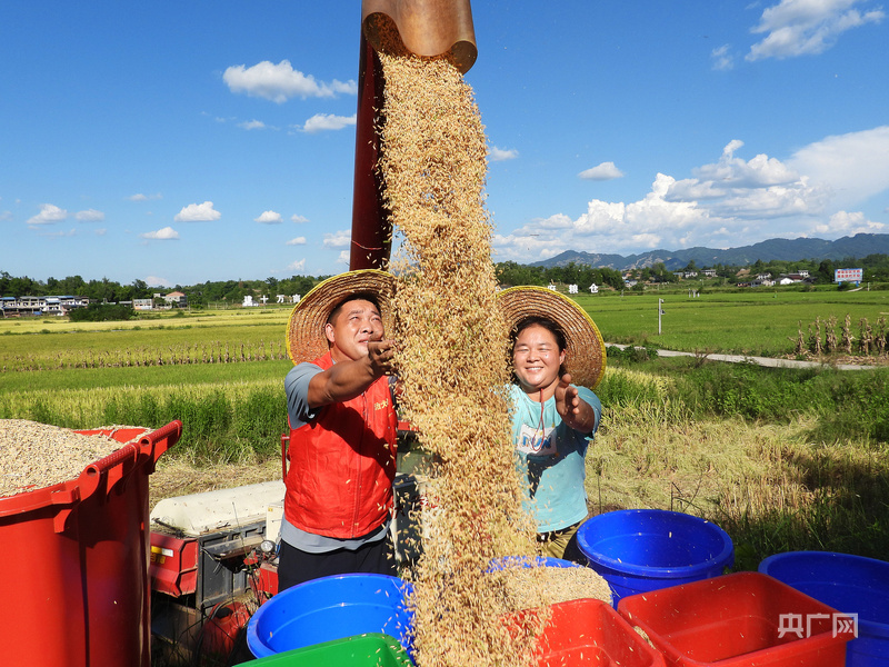 晶采观察丨多地迎来丰收季 科技助力守护大国粮仓