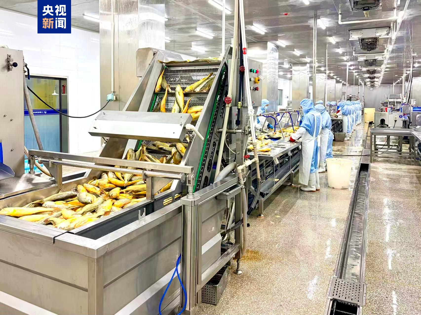 活力中国调研行丨一条鱼,如何游出200亿的大产业?