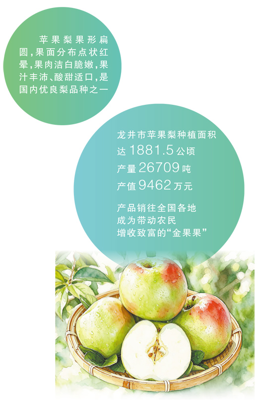 吉林省龙井市大力发展苹果梨产业