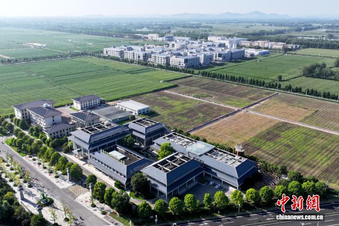 开局之年看中国·日新江淮丨种业“芯”动,在黄淮海平原拔节生长