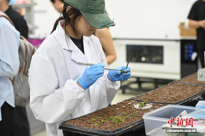 开局之年看中国·日新江淮丨种业“芯”动,在黄淮海平原拔节生长