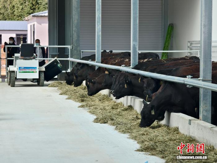 (活力中国调研行)开放活力更足 黑龙江县域产业链接国际市场 (活力中国调研行)开放活力更足 黑龙江县域产业链接国际市场