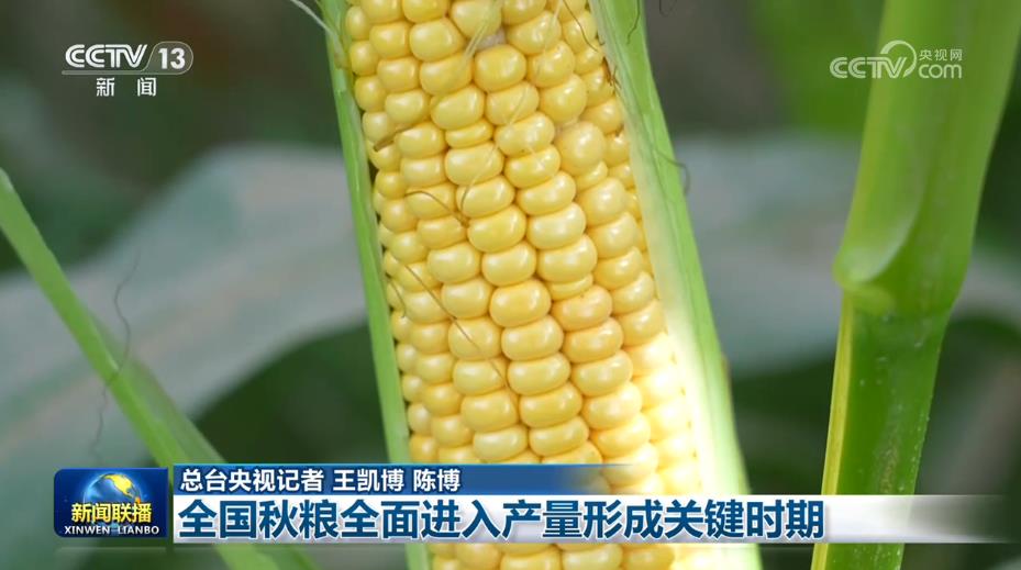 全国秋粮全面进入产量形成关键时期
