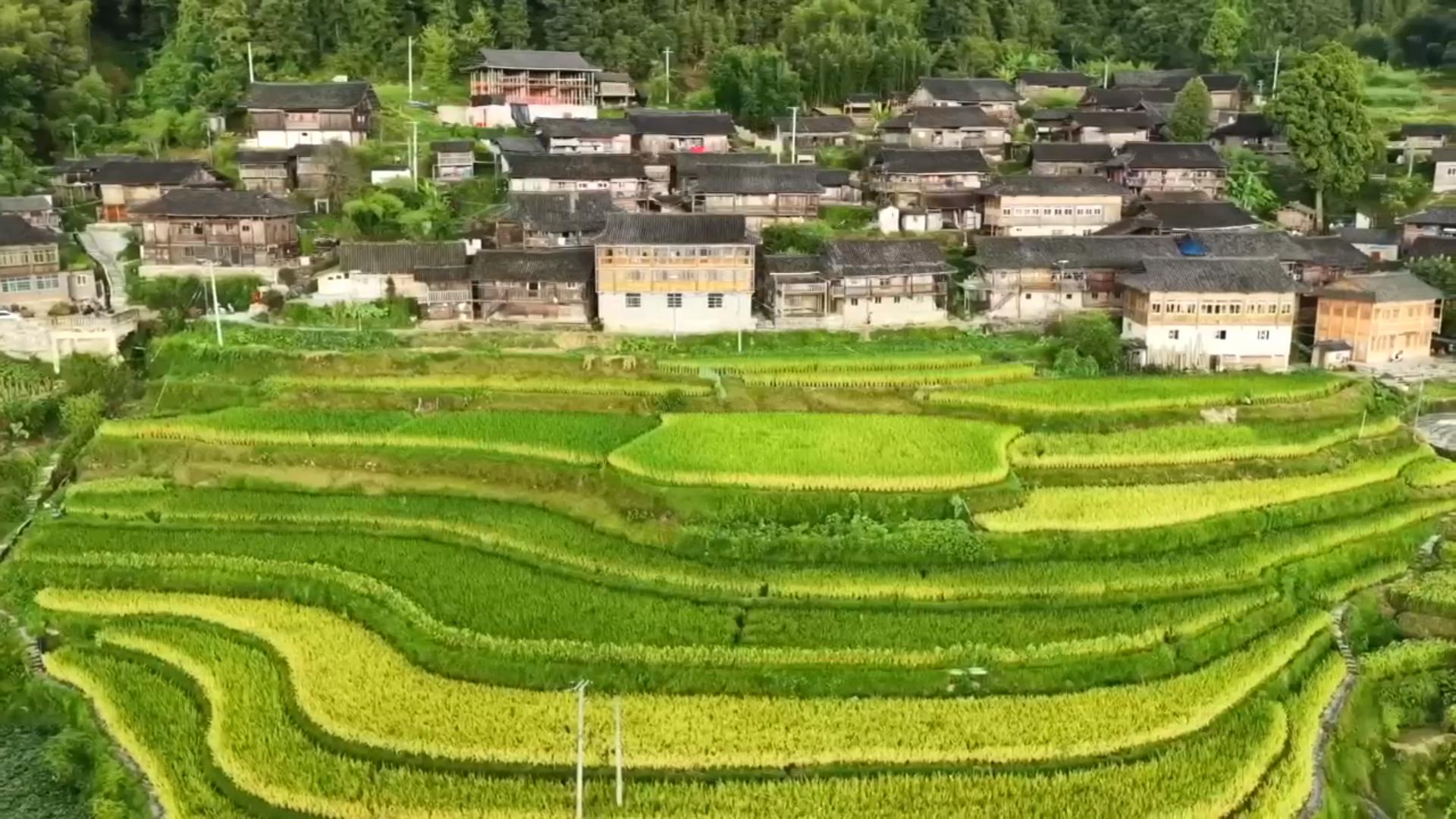 新华视点|多彩实践绘就乡村振兴新图景