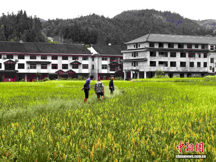 (走进中国乡村)湖南新化千年梯田“上新”激活乡村经济