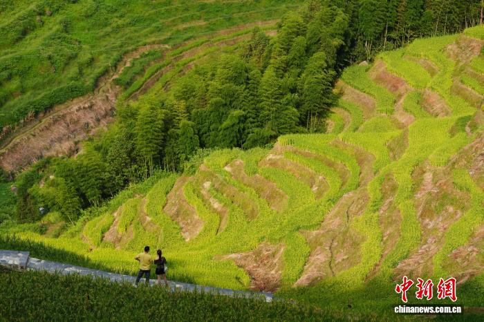 (走进中国乡村)湖南新化千年梯田“上新”激活乡村经济