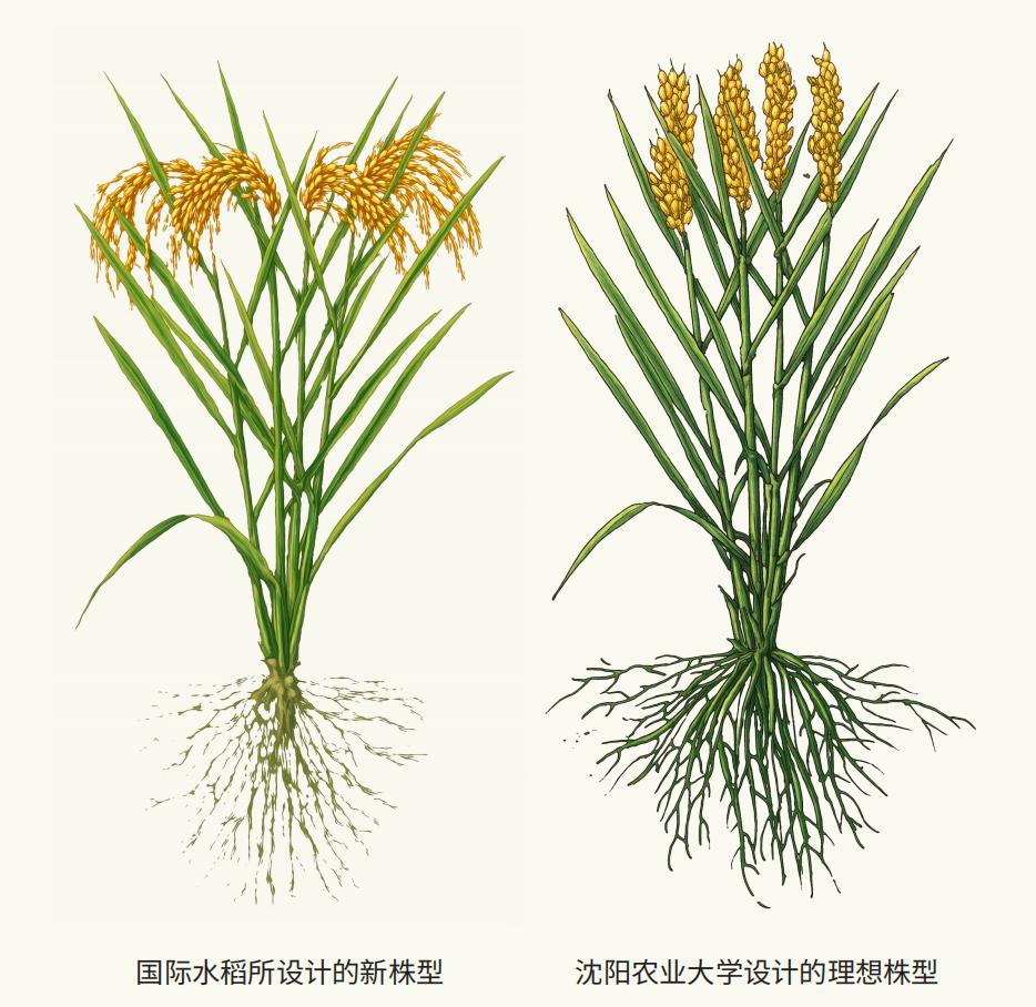 行进中国 | 一粒种子的“长征”——中国超级稻的三十年 沈阳农业大学设计的理想株型(右)。沈阳农业大学供图