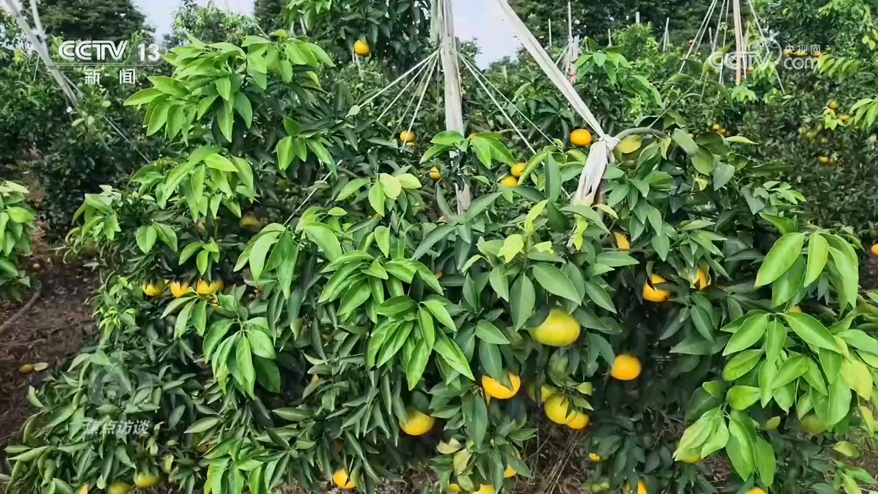 焦点访谈|中秋话家风 佳节共团圆