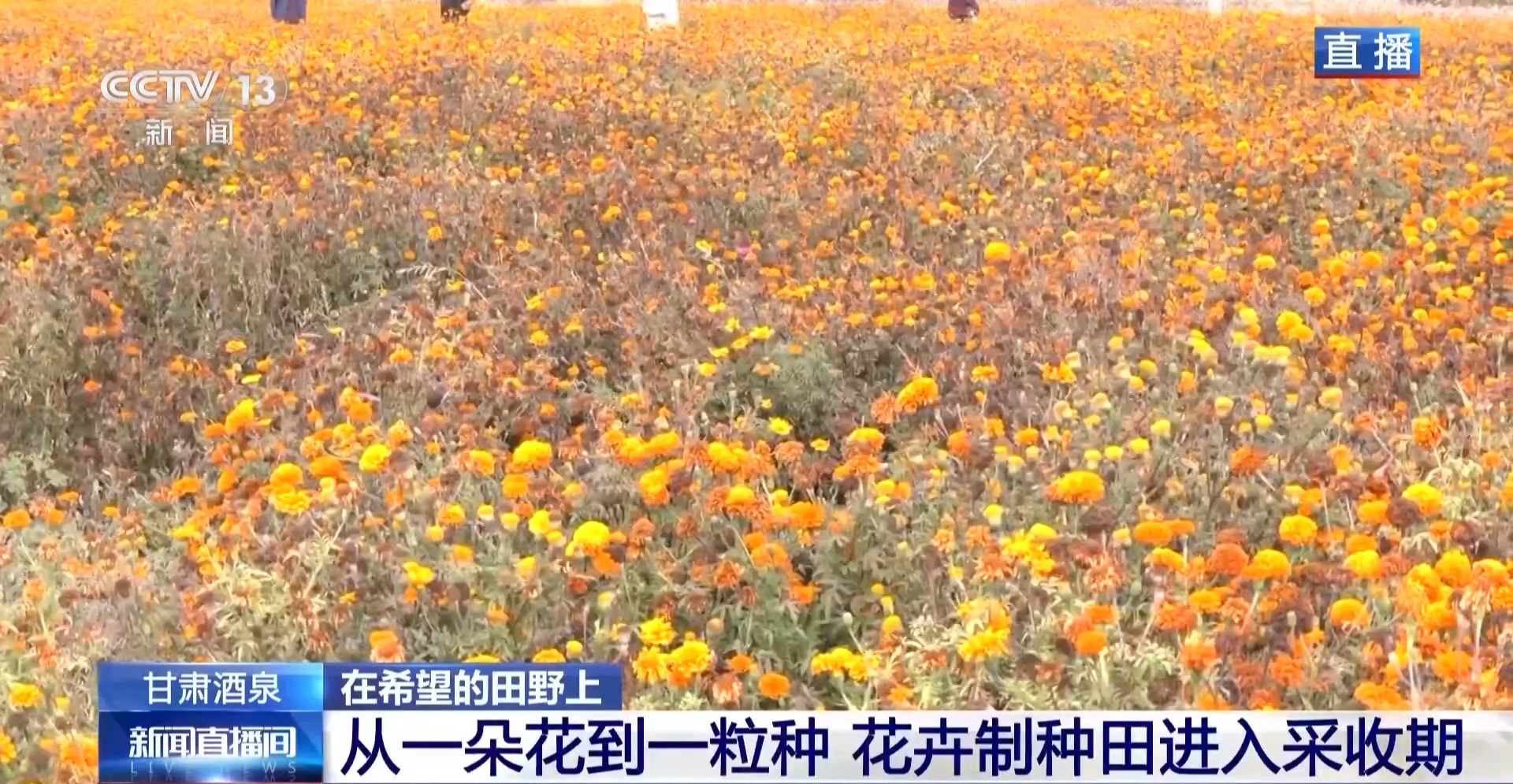 视频丨全国草本花卉种子70%来自这里 一粒好种子如何采收?