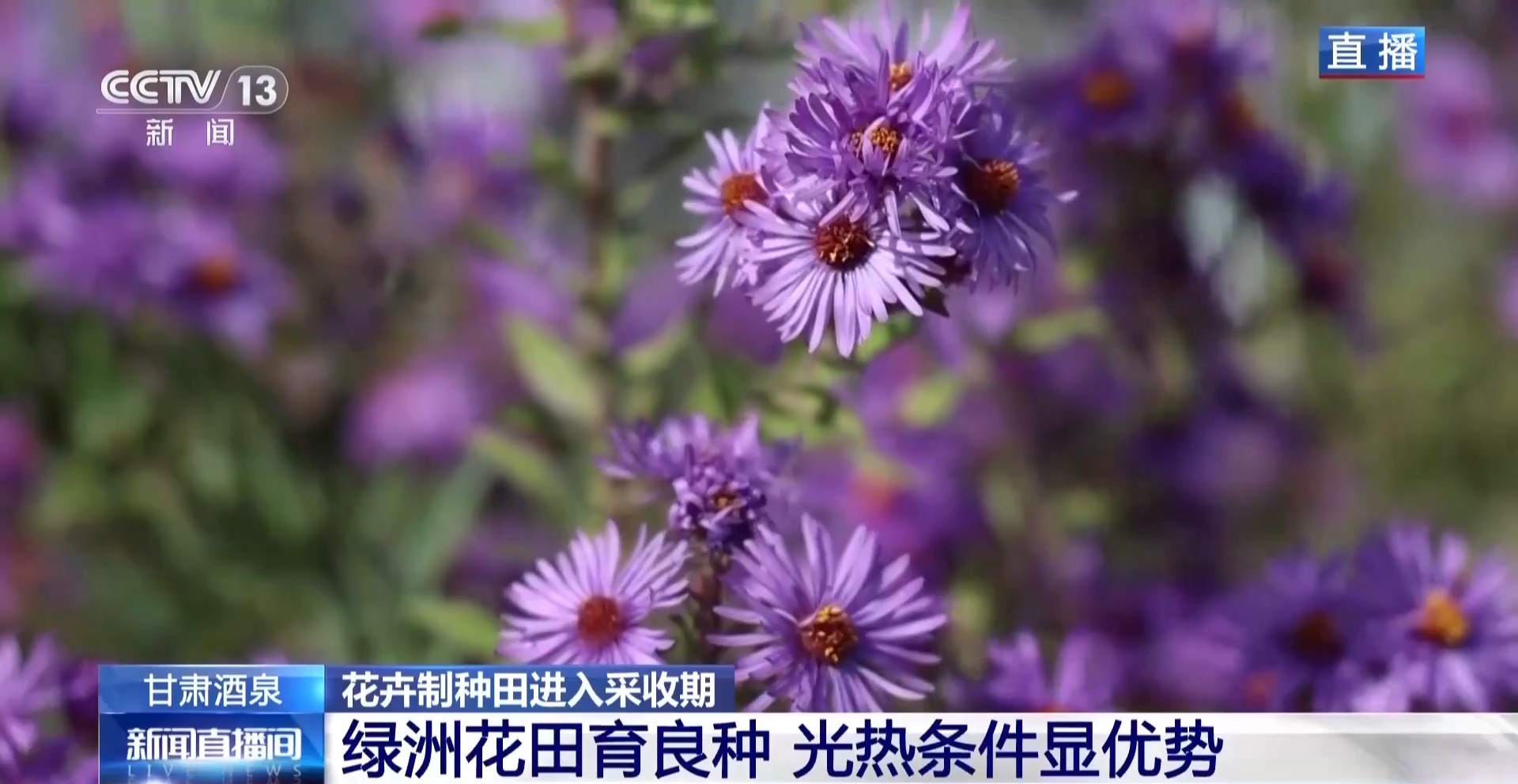 视频丨全国草本花卉种子70%来自这里 一粒好种子如何采收?