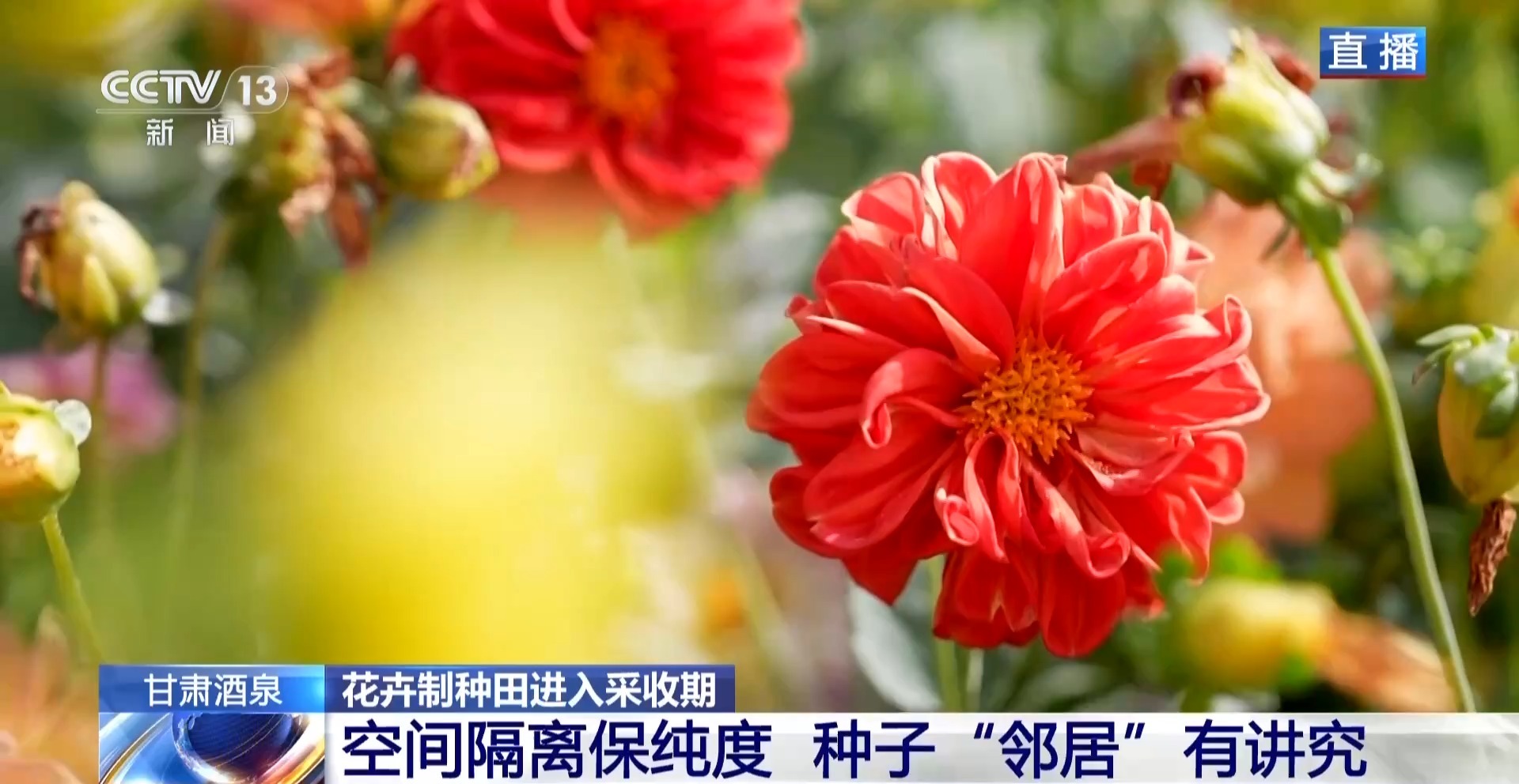 视频丨全国草本花卉种子70%来自这里 一粒好种子如何采收?