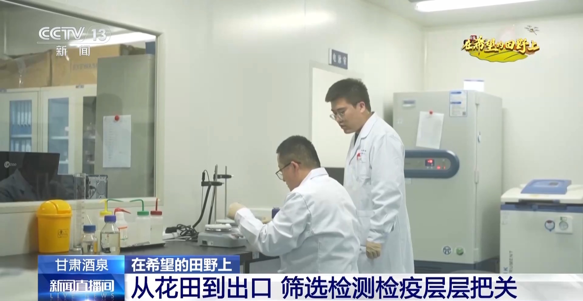 视频丨全国草本花卉种子70%来自这里 一粒好种子如何采收?
