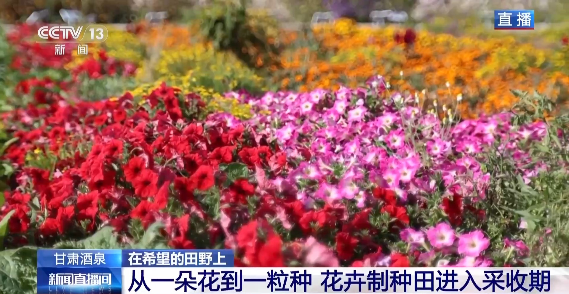 视频丨全国草本花卉种子70%来自这里 一粒好种子如何采收?