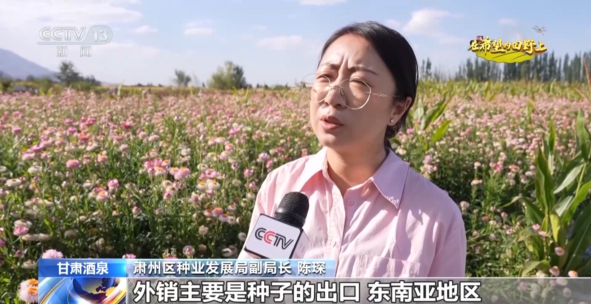 视频丨全国草本花卉种子70%来自这里 一粒好种子如何采收?