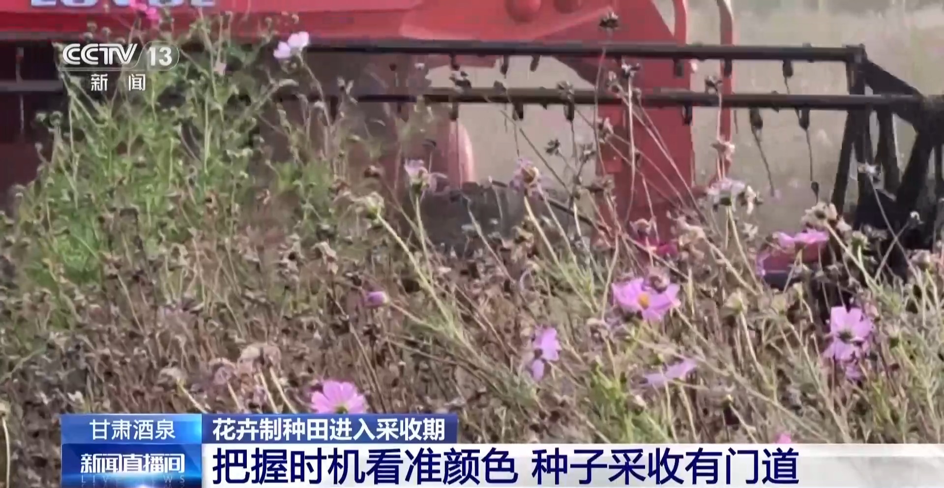 视频丨全国草本花卉种子70%来自这里 一粒好种子如何采收?
