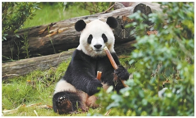 守护旗舰物种 架起友谊桥梁(美丽中国)